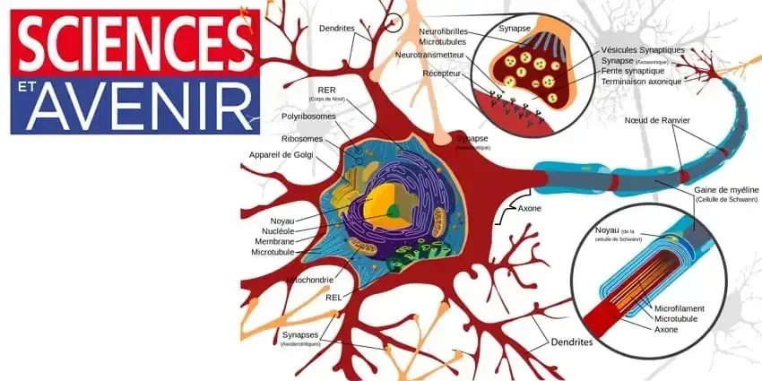 6 règles d’or pour que votre cerveau continue de fabriquer de nouveaux neurones